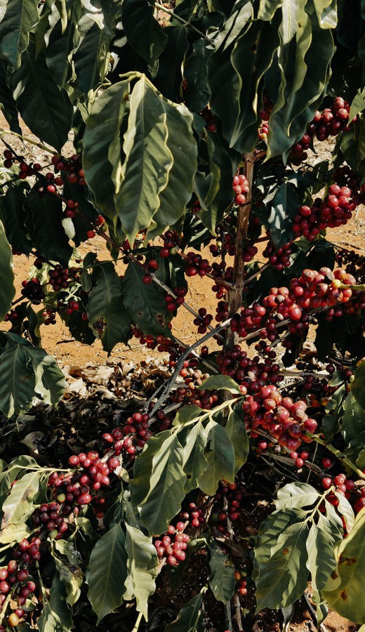 Fazenda Chapadao