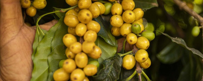 #01 Varietal series : story of Bourbon